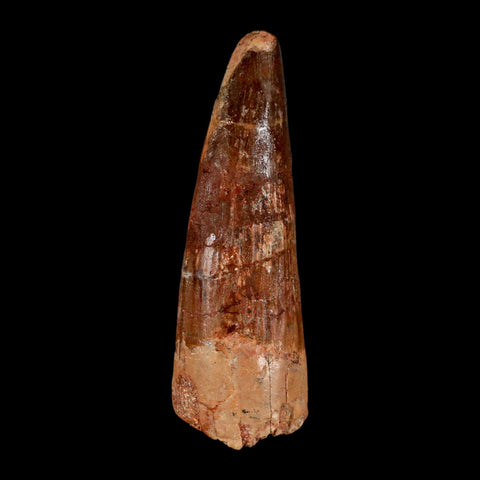 XL 3.3" Spinosaurus Fossil Tooth 100 Million Years Old Cretaceous Dinosaur COA - Fossil Age Minerals