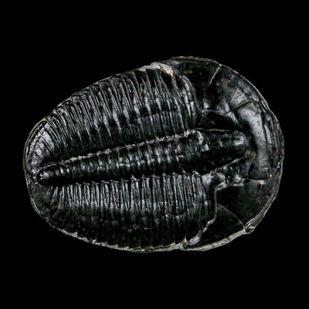 1.4" Elrathia Kingi Trilobite Fossil Utah Cambrian Age 521 Million Years Old COA
