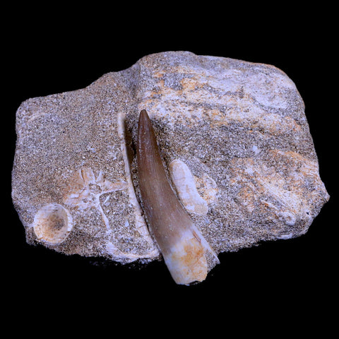 1.7" Plesiosaur Zarafasaura Tooth Fossil In Matrix Cretaceous Dinosaur Era COA - Fossil Age Minerals