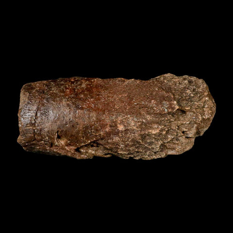 9" Ichthyosaurus Fossil Bone Section Dorset England Jurassic Marine Reptile COA