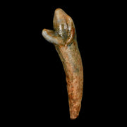 1.7" Extinct Cave Bear Ursus Spelaeus Incisor Tooth Rooted Pleistocene Age COA, Stand