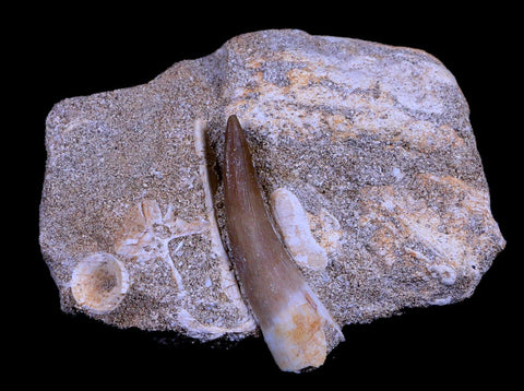 1.7" Plesiosaur Zarafasaura Tooth Fossil In Matrix Cretaceous Dinosaur Era COA - Fossil Age Minerals