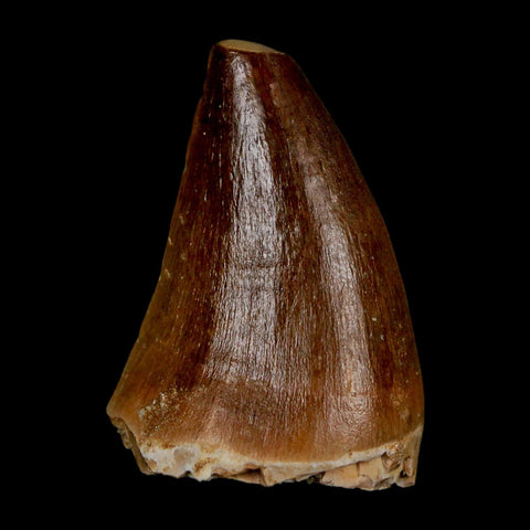 1.7" Mosasaur Prognathodon Fossil Tooth Cretaceous Dinosaur Era COA & Stand - Fossil Age Minerals