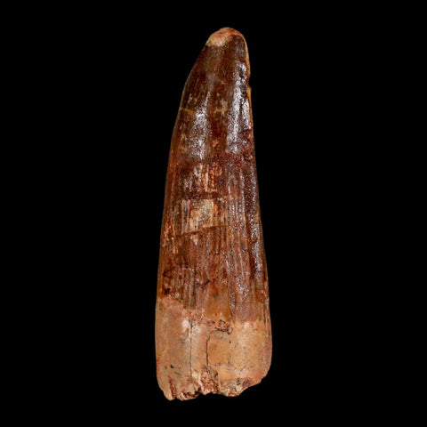 XL 3.3" Spinosaurus Fossil Tooth 100 Million Years Old Cretaceous Dinosaur COA - Fossil Age Minerals