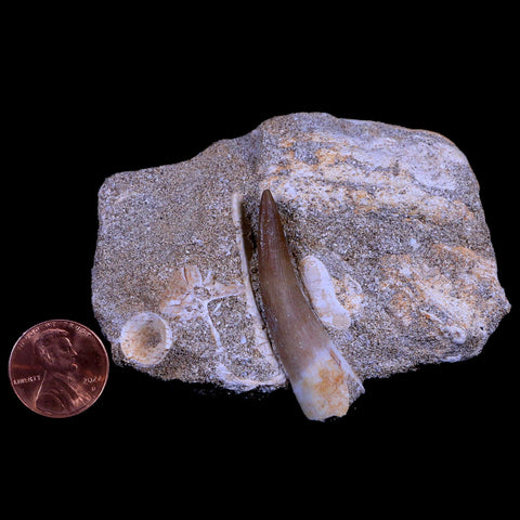 1.7" Plesiosaur Zarafasaura Tooth Fossil In Matrix Cretaceous Dinosaur Era COA - Fossil Age Minerals