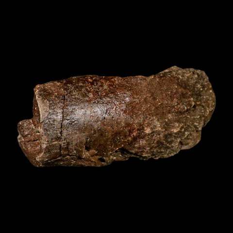9" Ichthyosaurus Fossil Bone Section Dorset England Jurassic Marine Reptile COA