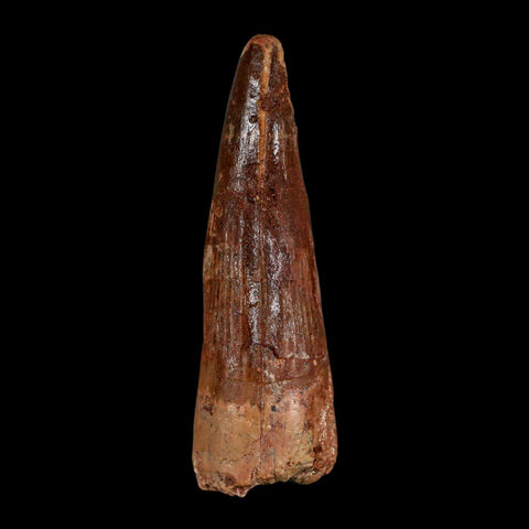XL 3.3" Spinosaurus Fossil Tooth 100 Million Years Old Cretaceous Dinosaur COA - Fossil Age Minerals