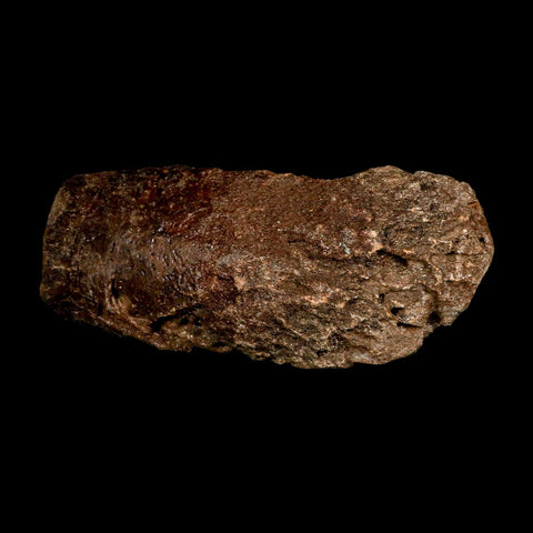 9" Ichthyosaurus Fossil Bone Section Dorset England Jurassic Marine Reptile COA