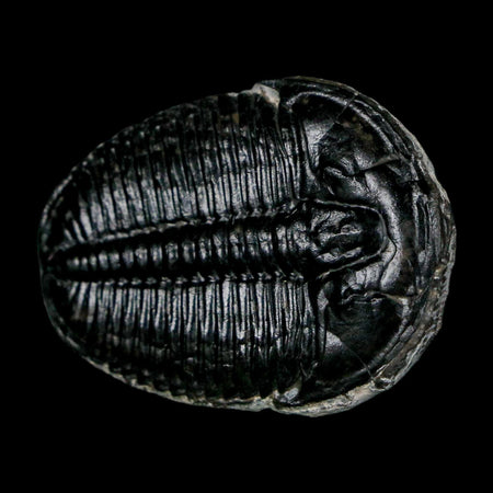 1.4" Elrathia Kingi Trilobite Fossil Utah Cambrian Age 521 Million Years Old COA