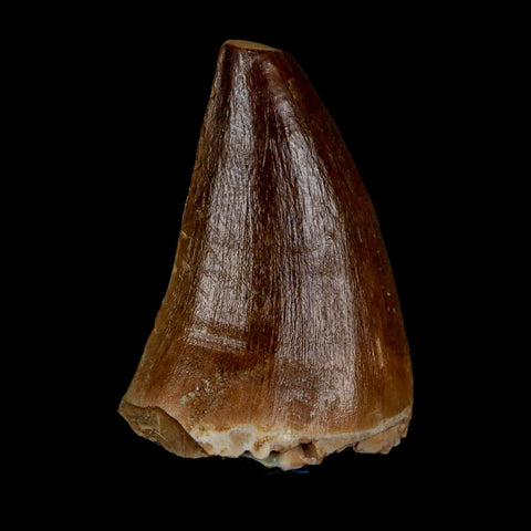 1.7" Mosasaur Prognathodon Fossil Tooth Cretaceous Dinosaur Era COA & Stand - Fossil Age Minerals