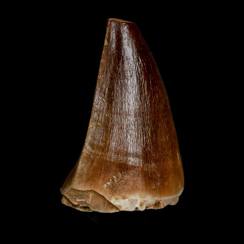 1.7" Mosasaur Prognathodon Fossil Tooth Cretaceous Dinosaur Era COA & Stand - Fossil Age Minerals