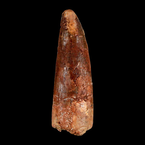 XL 3.3" Spinosaurus Fossil Tooth 100 Million Years Old Cretaceous Dinosaur COA - Fossil Age Minerals