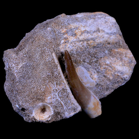 1.7" Plesiosaur Zarafasaura Tooth Fossil In Matrix Cretaceous Dinosaur Era COA - Fossil Age Minerals