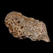 1.1" Tyrannosaurus Rex Dinosaur Fossil Bone Marrow Hell Creek FM South Dakota COA