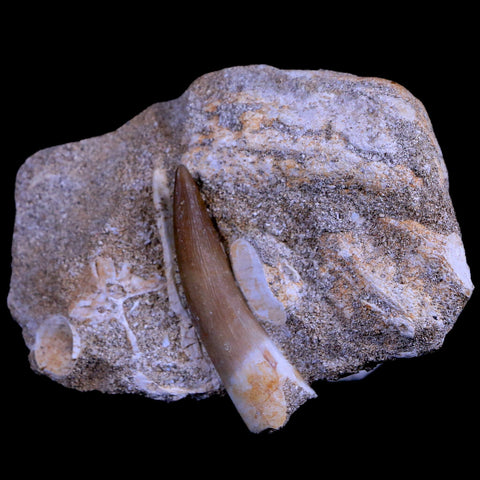 1.7" Plesiosaur Zarafasaura Tooth Fossil In Matrix Cretaceous Dinosaur Era COA - Fossil Age Minerals