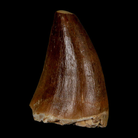 1.7" Mosasaur Prognathodon Fossil Tooth Cretaceous Dinosaur Era COA & Stand - Fossil Age Minerals