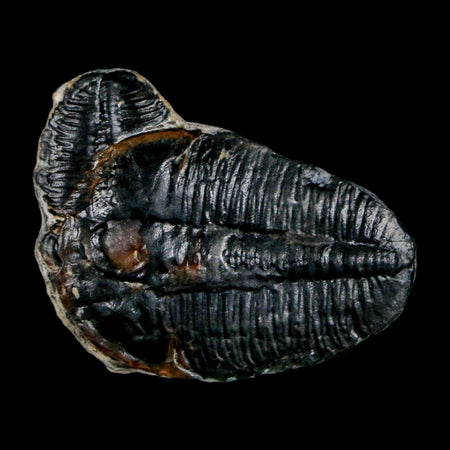 1.6" Elrathia Kingi Trilobite Fossil Utah Cambrian Age 521 Million Years Old COA
