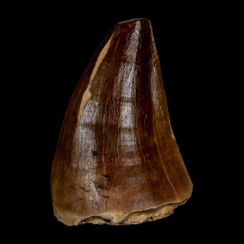 1.7" Mosasaur Prognathodon Fossil Tooth Cretaceous Dinosaur Era COA & Stand - Fossil Age Minerals