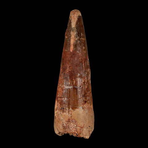 XL 3.3" Spinosaurus Fossil Tooth 100 Million Years Old Cretaceous Dinosaur COA - Fossil Age Minerals