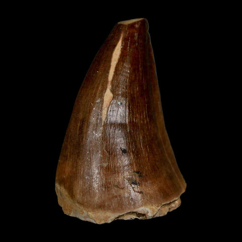 1.7" Mosasaur Prognathodon Fossil Tooth Cretaceous Dinosaur Era COA & Stand - Fossil Age Minerals