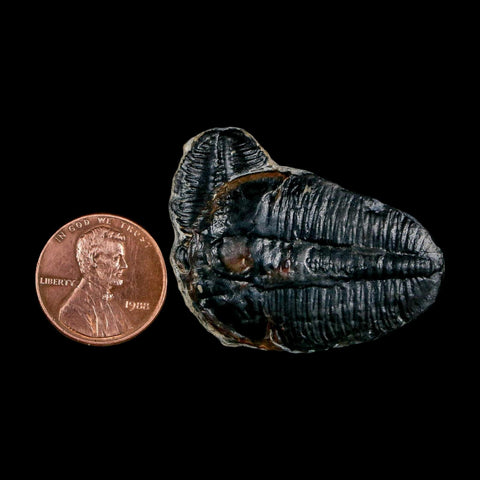 1.6" Elrathia Kingi Trilobite Fossil Utah Cambrian Age 521 Million Years Old COA - Fossil Age Minerals