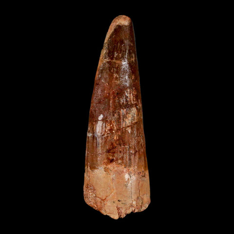 XL 3.3" Spinosaurus Fossil Tooth 100 Million Years Old Cretaceous Dinosaur COA - Fossil Age Minerals