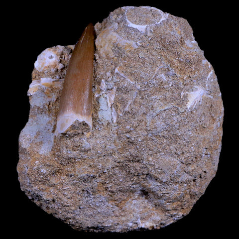 1.7" Plesiosaur Zarafasaura Tooth Fossil In Matrix Cretaceous Dinosaur Era COA - Fossil Age Minerals
