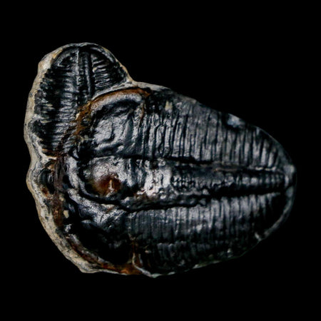 1.6" Elrathia Kingi Trilobite Fossil Utah Cambrian Age 521 Million Years Old COA