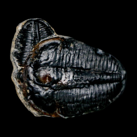 1.6" Elrathia Kingi Trilobite Fossil Utah Cambrian Age 521 Million Years Old COA - Fossil Age Minerals