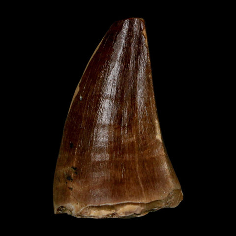 1.7" Mosasaur Prognathodon Fossil Tooth Cretaceous Dinosaur Era COA & Stand - Fossil Age Minerals