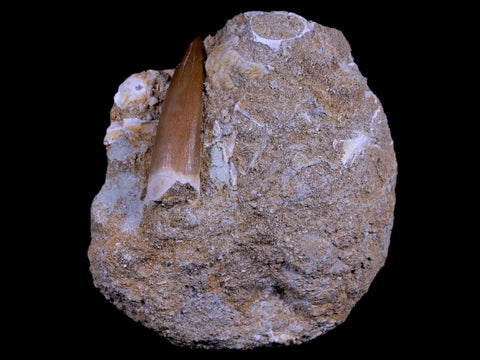 1.7" Plesiosaur Zarafasaura Tooth Fossil In Matrix Cretaceous Dinosaur Era COA - Fossil Age Minerals