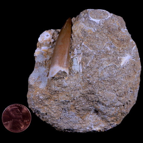1.7" Plesiosaur Zarafasaura Tooth Fossil In Matrix Cretaceous Dinosaur Era COA - Fossil Age Minerals