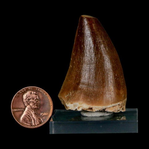 1.7" Mosasaur Prognathodon Fossil Tooth Cretaceous Dinosaur Era COA & Stand - Fossil Age Minerals