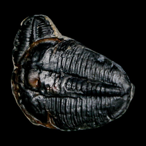 1.6" Elrathia Kingi Trilobite Fossil Utah Cambrian Age 521 Million Years Old COA - Fossil Age Minerals