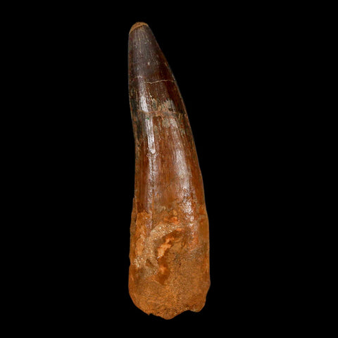 XL 3.5" Spinosaurus Fossil Tooth 100 Million Years Old Cretaceous Dinosaur COA - Fossil Age Minerals