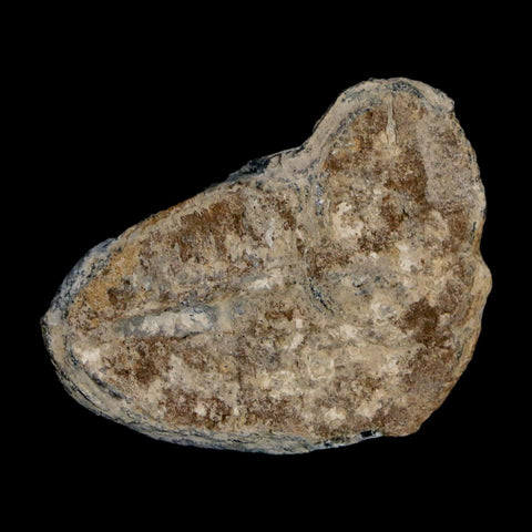 1.6" Elrathia Kingi Trilobite Fossil Utah Cambrian Age 521 Million Years Old COA - Fossil Age Minerals