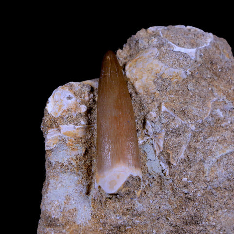 1.7" Plesiosaur Zarafasaura Tooth Fossil In Matrix Cretaceous Dinosaur Era COA - Fossil Age Minerals