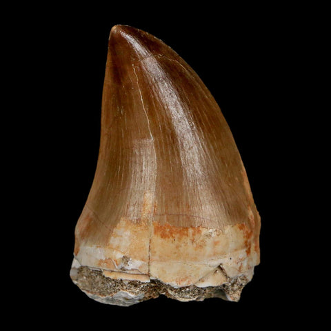1.8" Mosasaur Prognathodon Fossil Tooth Cretaceous Dinosaur Era COA & Stand - Fossil Age Minerals