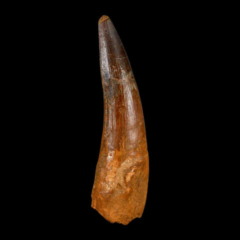 XL 3.5" Spinosaurus Fossil Tooth 100 Million Years Old Cretaceous Dinosaur COA - Fossil Age Minerals
