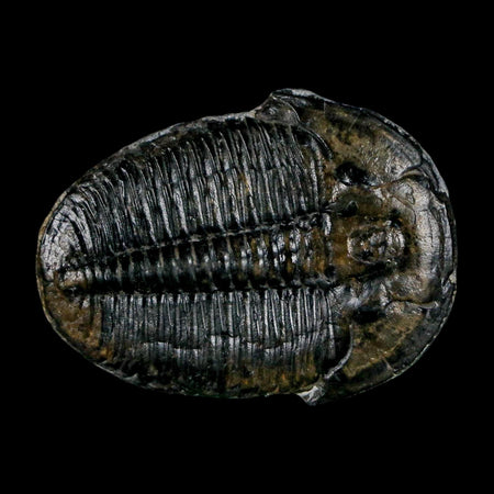 1.5" Elrathia Kingi Trilobite Fossil Utah Cambrian Age 521 Million Years Old COA
