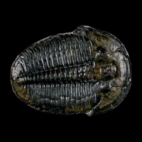 1.5" Elrathia Kingi Trilobite Fossil Utah Cambrian Age 521 Million Years Old COA