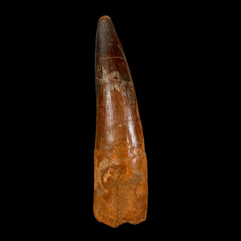 XL 3.5" Spinosaurus Fossil Tooth 100 Million Years Old Cretaceous Dinosaur COA - Fossil Age Minerals