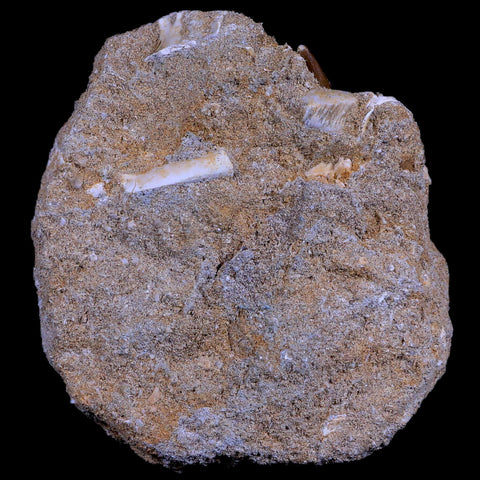 1.7" Plesiosaur Zarafasaura Tooth Fossil In Matrix Cretaceous Dinosaur Era COA - Fossil Age Minerals