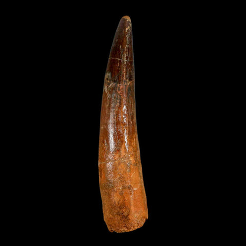 XL 3.5" Spinosaurus Fossil Tooth 100 Million Years Old Cretaceous Dinosaur COA - Fossil Age Minerals