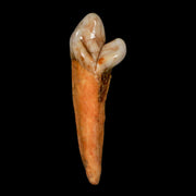 1.6" Extinct Cave Bear Ursus Spelaeus Incisor Tooth Rooted Pleistocene Age COA, Stand