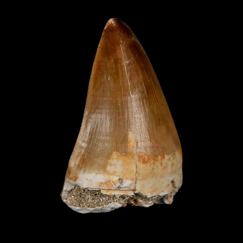 1.8" Mosasaur Prognathodon Fossil Tooth Cretaceous Dinosaur Era COA & Stand - Fossil Age Minerals