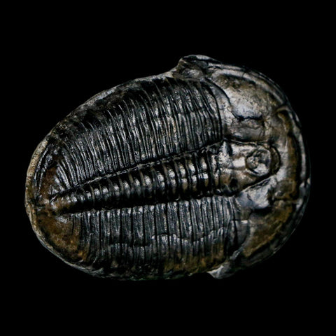 1.5" Elrathia Kingi Trilobite Fossil Utah Cambrian Age 521 Million Years Old COA