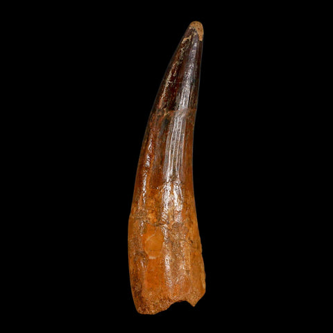 XL 3.5" Spinosaurus Fossil Tooth 100 Million Years Old Cretaceous Dinosaur COA - Fossil Age Minerals