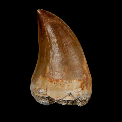 1.8" Mosasaur Prognathodon Fossil Tooth Cretaceous Dinosaur Era COA & Stand - Fossil Age Minerals