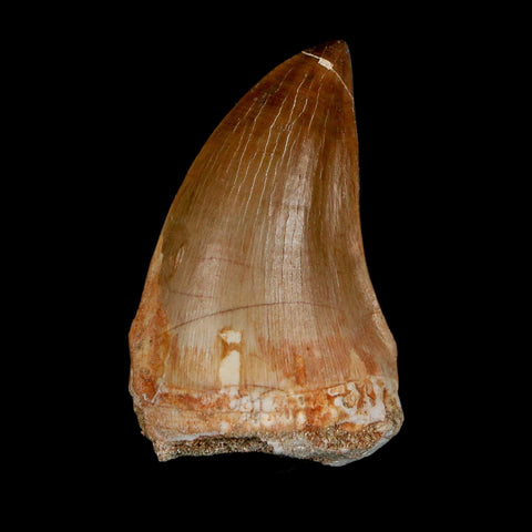 1.8" Mosasaur Prognathodon Fossil Tooth Cretaceous Dinosaur Era COA & Stand - Fossil Age Minerals